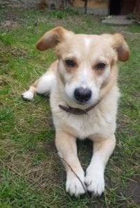 Rex a faun colour Romanian rescue dog | 1 Dog at a Time Rescue UK