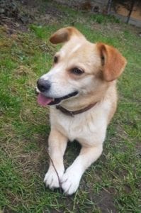 Rex a faun colour Romanian rescue dog | 1 Dog at a Time Rescue UK