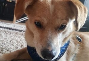 Rex a faun colour Romanian rescue dog | 1 Dog at a Time Rescue UK