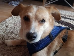 Rex a faun colour Romanian rescue dog | 1 Dog at a Time Rescue UK