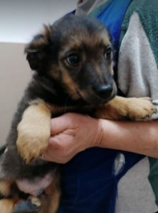 Robbie a black and tan Romanian rescue dog | 1 Dog at a Time Rescue UK