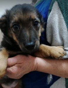 Robbie a black and tan Romanian rescue dog | 1 Dog at a Time Rescue UK