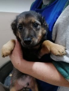 Robbie a black and tan Romanian rescue dog | 1 Dog at a Time Rescue UK