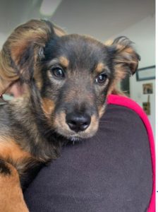 Robbie a black and tan Romanian rescue dog | 1 Dog at a Time Rescue UK