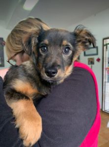 Robbie a black and tan Romanian rescue dog | 1 Dog at a Time Rescue UK