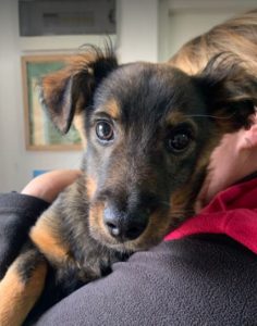 Robbie a black and tan Romanian rescue dog | 1 Dog at a Time Rescue UK