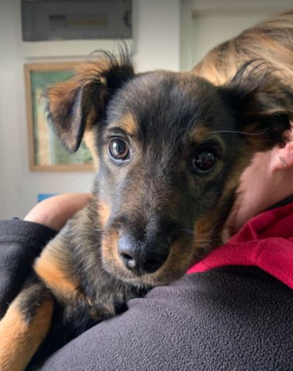 Robbie a black and tan Romanian rescue dog b4 _ 1 Dog at a Time Rescue UK Robbie a black and tan Romanian rescue dog | 1 Dog at a Time Rescue UK