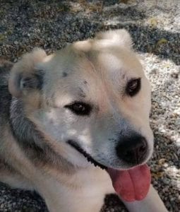 Rocco faun Romanian rescue dog | 1 Dog at a Time Rescue UK