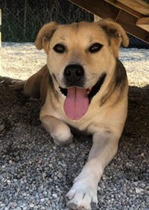 Rocco faun Romanian rescue dog | 1 Dog at a Time Rescue UK