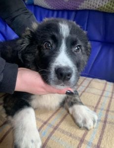 Rudy a black and white Romanian rescue puppy ¦ 1 Dog at a Time Rescue UK