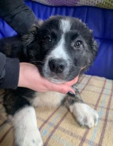 Rudy a black and white Romanian rescue puppy ¦ 1 Dog at a Time Rescue UK