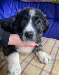 Rudy a black and white Romanian rescue puppy ¦ 1 Dog at a Time Rescue UK