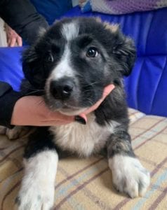 Rudy a black and white Romanian rescue puppy ¦ 1 Dog at a Time Rescue UK