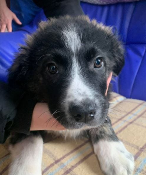 Rudy a black and white Romanian rescue puppy 6 ¦ 1 Dog at a Time Rescue UK Rudy a black and white Romanian rescue puppy ¦ 1 Dog at a Time Rescue UK