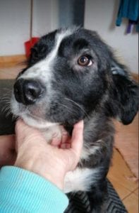 Rudy a black and white Romanian rescue puppy | 1 Dog at a Time Rescue UK
