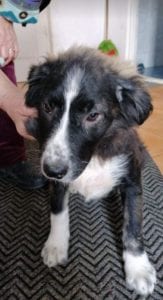Rudy a black and white Romanian rescue puppy | 1 Dog at a Time Rescue UK