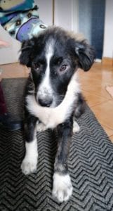 Rudy a black and white Romanian rescue puppy | 1 Dog at a Time Rescue UK