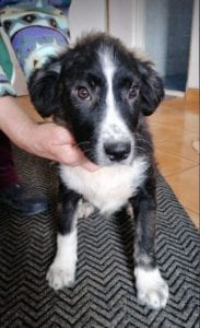 Rudy a black and white Romanian rescue puppy | 1 Dog at a Time Rescue UK