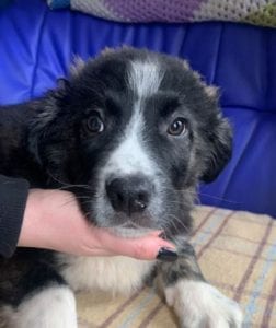 Rudy a black and white Romanian rescue puppy ¦ 1 Dog at a Time Rescue UK