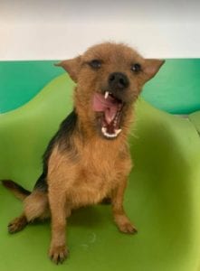 Rufus a small black and tan Romanian rescue dog ¦ 1 Dog at a Time Rescue UK