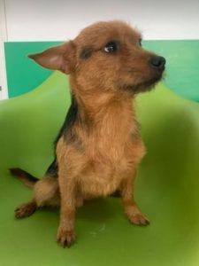 Rufus a small black and tan Romanian rescue dog ¦ 1 Dog at a Time Rescue UK