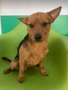 Rufus a small black and tan Romanian rescue dog ¦ 1 Dog at a Time Rescue UK