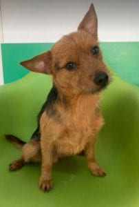 Rufus a small black and tan Romanian rescue dog ¦ 1 Dog at a Time Rescue UK