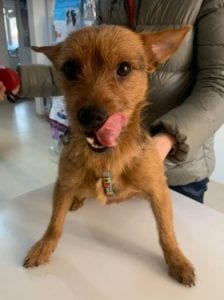 Rufus a small black and tan Romanian rescue dog ¦ 1 Dog at a Time Rescue UK