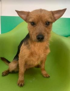 Rufus a small black and tan Romanian rescue dog ¦ 1 Dog at a Time Rescue UK