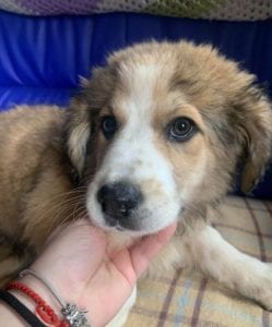 Rupert a white and faun Romanian rescue puppy ¦ 1 Dog at a Time Rescue UK