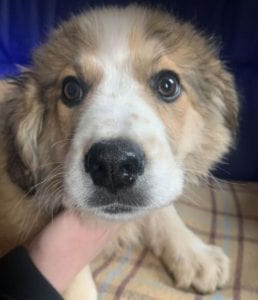 Rupert a white and faun Romanian rescue puppy ¦ 1 Dog at a Time Rescue UK