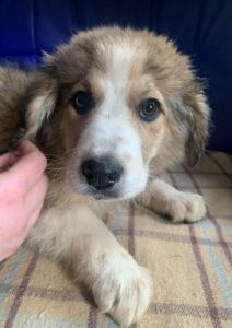 Rupert a white and faun Romanian rescue puppy ¦ 1 Dog at a Time Rescue UK