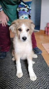 Rupert a white and faun Romanian rescue puppy | 1 Dog at a Time Rescue UK