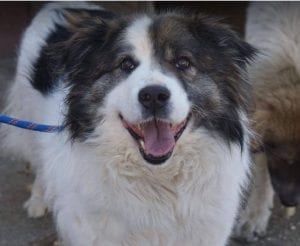 Sammy a white and tan Romanian rescue dog ¦ 1 Dog at a Time Rescue UK