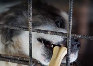 Sammy a white and tan Romanian rescue dog ¦ 1 Dog at a Time Rescue UK