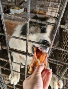 Sammy a white and tan Romanian rescue dog ¦ 1 Dog at a Time Rescue UK