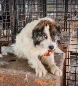 Sammy a white and tan Romanian rescue dog ¦ 1 Dog at a Time Rescue UK