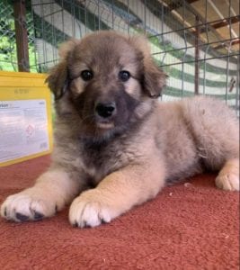 Sienna a dark coloured Romanian rescue puppy | 1 Dog at a Time Rescue UK