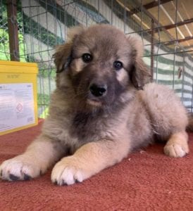 Sienna a dark coloured Romanian rescue puppy | 1 Dog at a Time Rescue UK