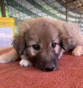 Sienna a dark coloured Romanian rescue puppy | 1 Dog at a Time Rescue UK