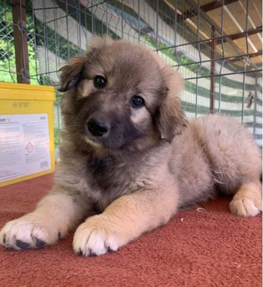 Sienna a dark coloured Romanian rescue puppy h_1 Dog at a Time Rescue UK Sienna a dark coloured Romanian rescue puppy | 1 Dog at a Time Rescue UK