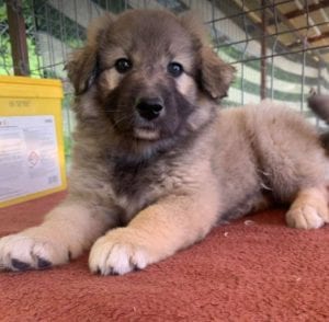 Sienna a dark coloured Romanian rescue puppy | 1 Dog at a Time Rescue UK