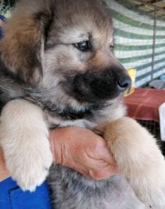 Sienna a dark coloured Romanian rescue puppy | 1 Dog at a Time Rescue UK