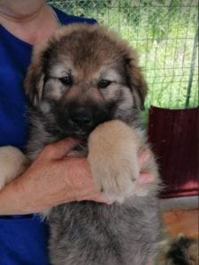 Sienna a dark coloured Romanian rescue puppy | 1 Dog at a Time Rescue UK