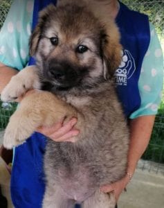 Sienna a dark coloured Romanian rescue puppy | 1 Dog at a Time Rescue UK