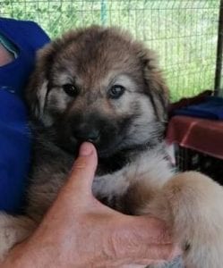 Sienna a dark coloured Romanian rescue puppy | 1 Dog at a Time Rescue UK