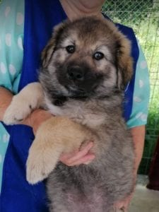 Sienna a dark coloured Romanian rescue puppy | 1 Dog at a Time Rescue UK