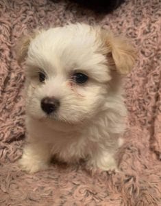 Sunni a Romanian rescue puppy ¦ 1 Dog at a Time Rescue UK