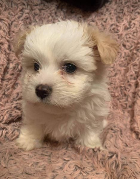 Sunni a Romanian rescue puppy ¦ 1 Dog at a Time Rescue UK Sunni a Romanian rescue puppy ¦ 1 Dog at a Time Rescue UK