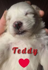 Teddy a Romanian rescue puppy ¦ 1 Dog at a Time rescue UK